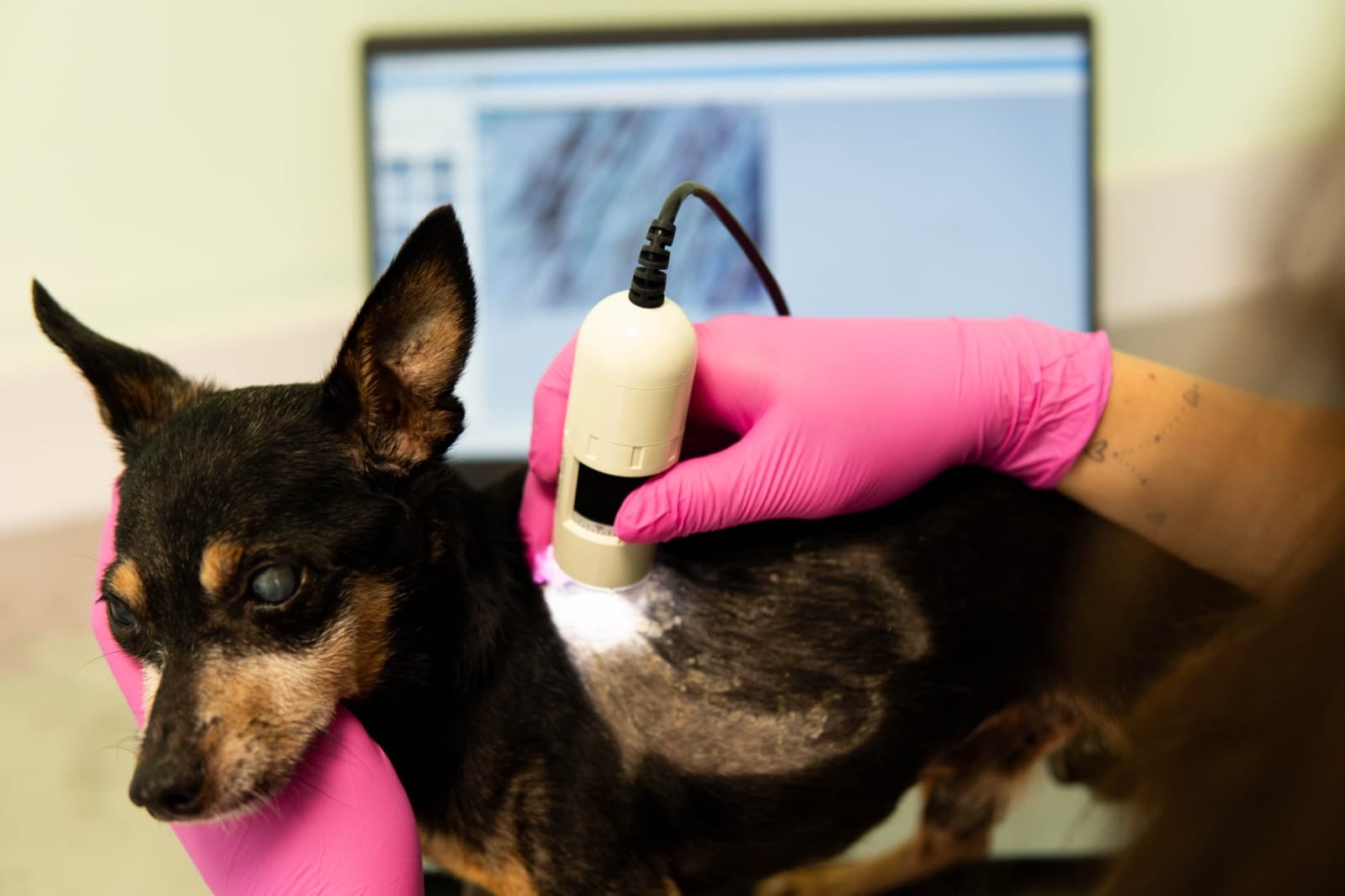Duas veterinárias examinando rosto e olhos de um cão