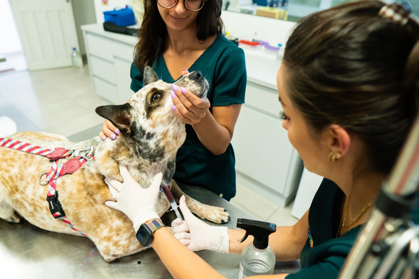 Veterinária usando dermascópio em cão com imagem em monitor