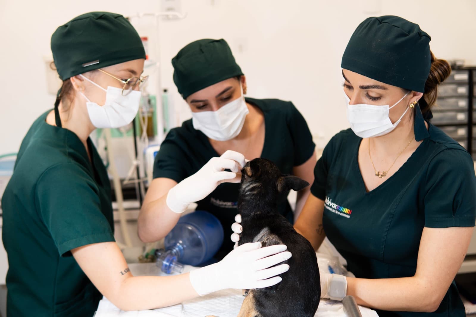 Equipe veterinária realizando procedimento em centro cirúrgico